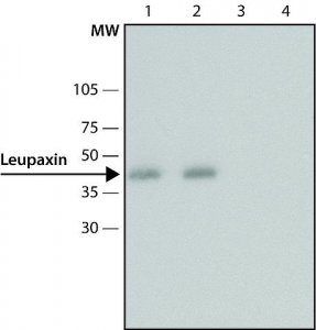 Anti-Leupaxin (N-terminal) antibody produced in rabbit 