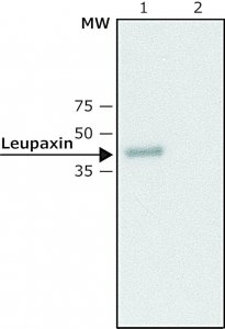 Anti-Leupaxin antibody produced in rabbit 