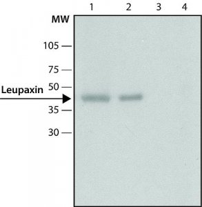 Anti-Leupaxin antibody produced in rabbit 