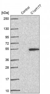 Anti-LEXM antibody produced in rabbit 