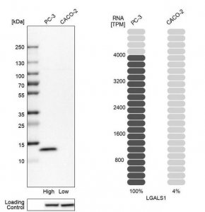 Anti-LGALS1 antibody produced in rabbit 