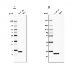 Anti-LGALS1 antibody produced in rabbit 
