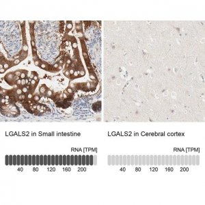 Anti-LGALS2 antibody produced in rabbit 