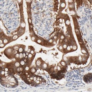 Anti-LGALS2 antibody produced in rabbit 