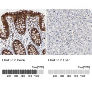 Anti-LGALS3 antibody produced in rabbit HPA003162-100UL
