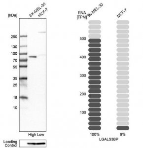 Anti-LGALS3BP antibody produced in rabbit HPA000554-100UL