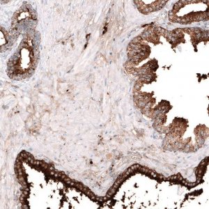 Anti-LGALS3BP antibody produced in rabbit HPA000554-100UL