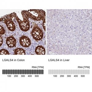 Anti-LGALS4 antibody produced in rabbit 