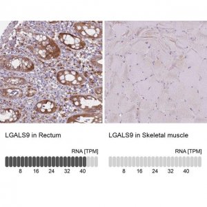 Anti-LGALS9 antibody produced in rabbit 