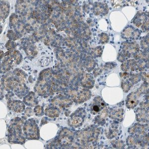 Anti-LGI2 antibody produced in rabbit 