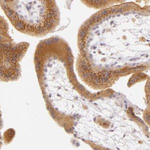Anti-LGMN antibody produced in rabbit 