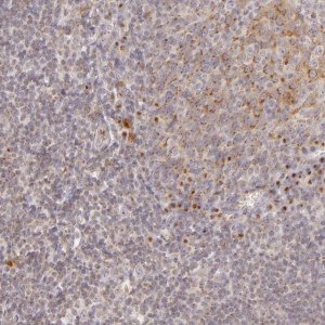 Anti-LGMN antibody produced in rabbit 