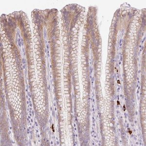 Anti-LHFPL5 antibody produced in rabbit 