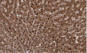 Anti-LHPP Antibody, clone 3B18 ZooMAb Rabbit Monoclonal 