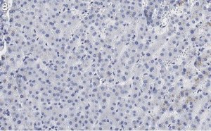 Anti-LHPP Antibody, clone 3B18 ZooMAb Rabbit Monoclonal 