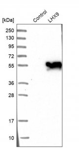 Anti-LHX9 antibody produced in rabbit 