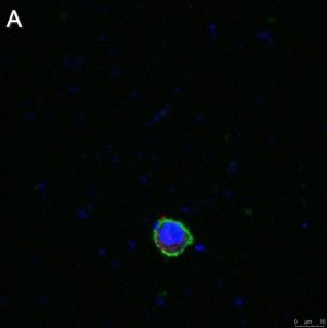 Anti-LILRB4 Antibody, clone 1H12 ZooMAb Rabbit Monoclonal 