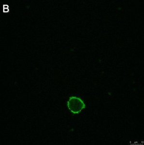 Anti-LILRB4 Antibody, clone 1H12 ZooMAb Rabbit Monoclonal 
