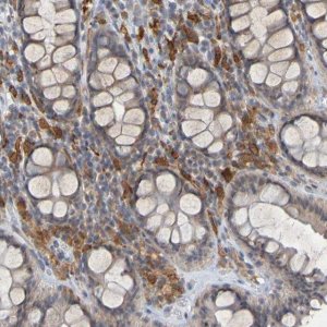 Anti-LILRB5 antibody produced in rabbit 