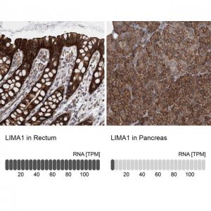 Anti-LIMA1 antibody produced in rabbit 