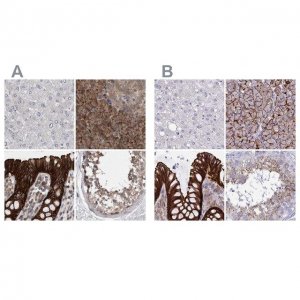 Anti-LIMA1 antibody produced in rabbit 
