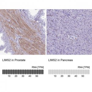 Anti-LIMS2 antibody produced in rabbit 