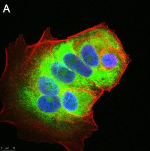 Anti-LINE-1 ORF1p Antibody, clone 4H1 ZooMAb Mouse Monoclonal 