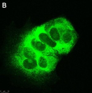 Anti-LINE-1 ORF1p Antibody, clone 4H1 ZooMAb Mouse Monoclonal 