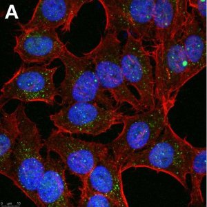Anti-Linear Ubiquitin Antibody, clone 1E3 ZooMAb Rabbit Monoclonal 