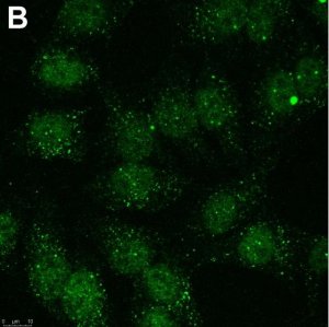Anti-Linear Ubiquitin Antibody, clone 1E3 ZooMAb Rabbit Monoclonal 