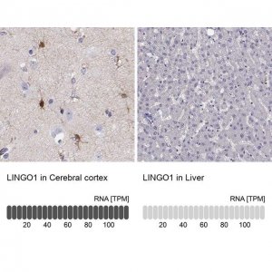 Anti-LINGO1 antibody produced in rabbit 