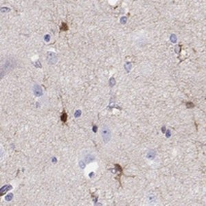 Anti-LINGO1 antibody produced in rabbit 
