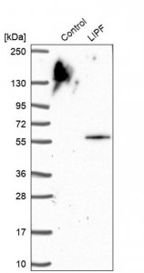 Anti-LIPF antibody produced in rabbit 