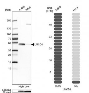 Anti-LMCD1 antibody produced in rabbit 