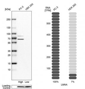 Anti-LMNA antibody produced in rabbit 