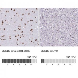 Anti-LMNB2 antibody produced in rabbit 