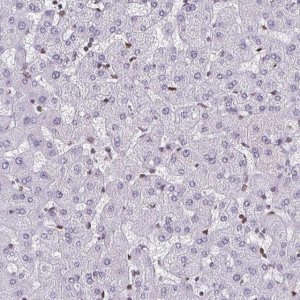 Anti-LMNB2 antibody produced in rabbit 