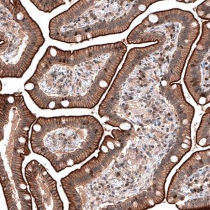Anti-LMO7 antibody produced in rabbit 