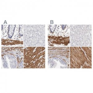 Anti-LMOD1 antibody produced in rabbit 