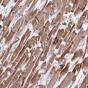 Anti-LMOD2 antibody produced in rabbit 