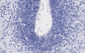 Anti-LMX-1 Antibody, clone 4L12, ZooMAb Rabbit Monoclonal 
