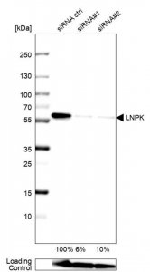 Anti-LNPK antibody produced in rabbit 