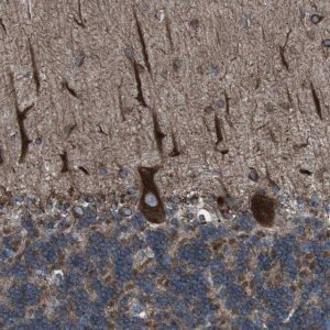 Anti-LNPK antibody produced in rabbit 