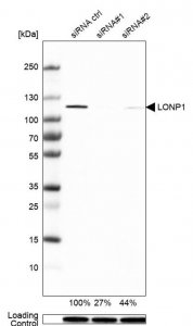 Anti-LONP1 antibody produced in rabbit 
