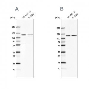 Anti-LONP1 antibody produced in rabbit 