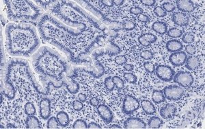 Anti-LONP1 Antibody, clone 1I18, ZooMAb Rabbit Monoclonal 