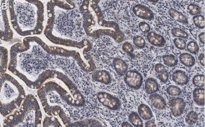 Anti-LONP1 Antibody, clone 1I18, ZooMAb Rabbit Monoclonal 