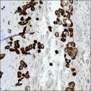 Anti-LOXL3 antibody produced in rabbit HPA035281-100UL