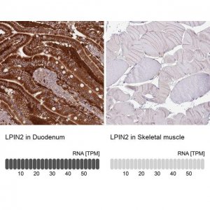 Anti-LPIN2 antibody produced in rabbit 