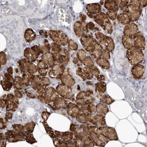 Anti-LPO antibody produced in rabbit 